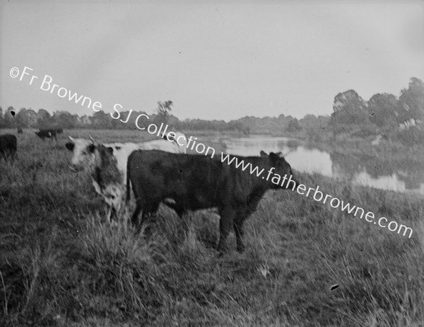 COWS IN PASTURE